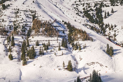 Pine trees on snowcapped mountains against sky