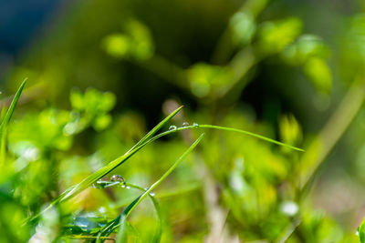 Close-up of fresh green leaf on grass