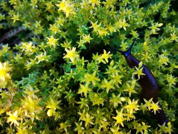 Close-up of bird on plant