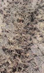 Full frame shot of dried plant on land