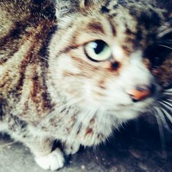 Close-up of a cat looking away