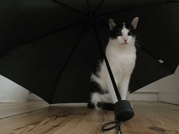 Cat lying on floor