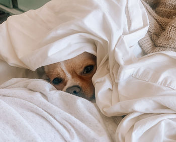 Portrait of dog resting on bed