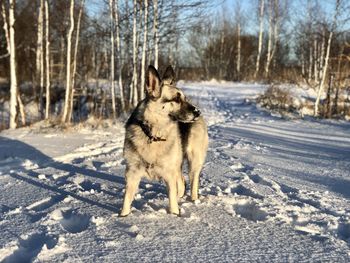 Dog standing on snow covered land