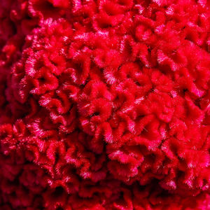 Full frame shot of pink flower