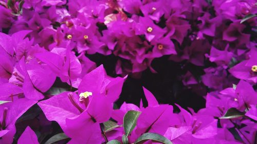 Full frame shot of pink bougainvillea flowers