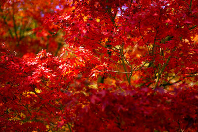 Close-up of red maple leaves on tree