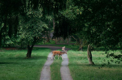 Fallow deer crossing a path in the woods