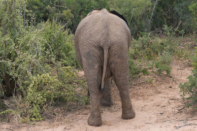 Elephant in a forest