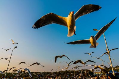 Low angle view of seagulls flying in sky