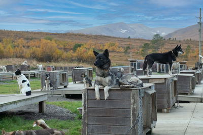 Rear view of man with dogs on field