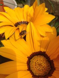 Close-up of insect on yellow flower