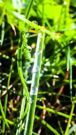 Close-up of green leaf on grass