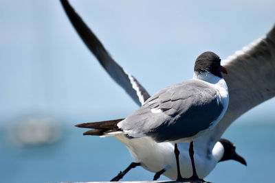 Bird perching on railing