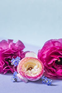 Close-up of pink roses