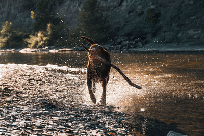 Full length of a horse drinking water