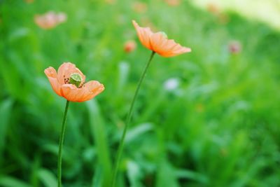 Close-up of orange flower