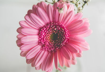 Close-up of pink daisy