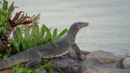 View of lizard on rock by sea