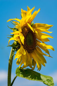 Close-up of sunflower