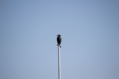 Low angle view of bird perching against clear sky