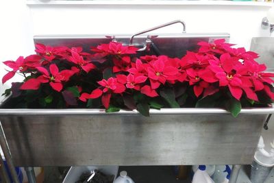 Close-up of red flowering plant