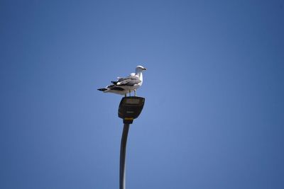 Low angle view of bird perching on pole against sky