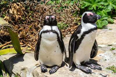 High angle view of penguins on rock