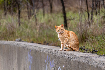 Cat sitting on a tree