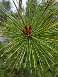 Close-up of pine tree