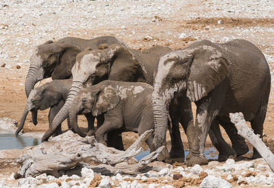 Elephants standing on field