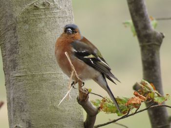 Close-up of bird perching on tree