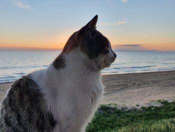 Dog looking at sea shore against sky during sunset