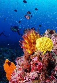 Close-up of fish swimming in sea