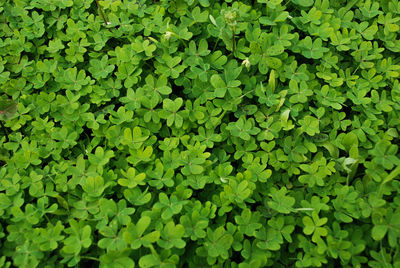 Full frame shot of plants