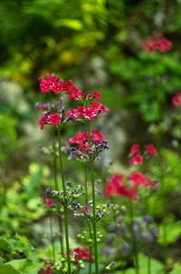 Pink flowers blooming outdoors