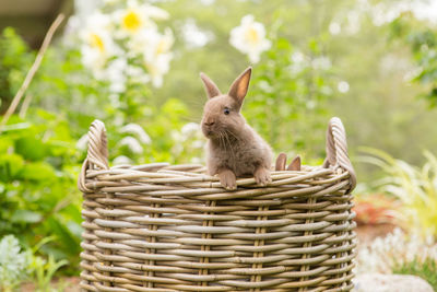 Portrait of kitten in basket