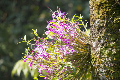 Close-up of purple flowers blooming outdoors