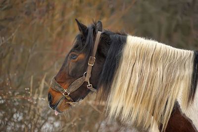 Close-up of an animal on field