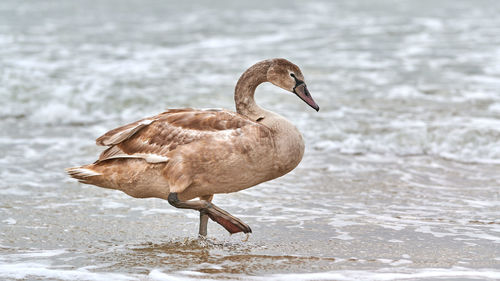Young brown colored white swan walking by blue waters of baltic sea. swan chick