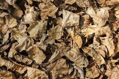 Full frame shot of dried leaves on field