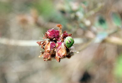 Close-up of honey bee on flower