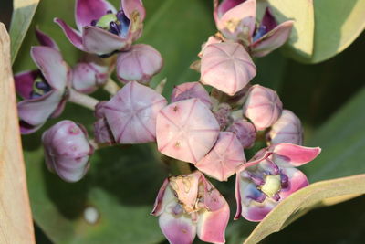 Close-up of pink flowering plant