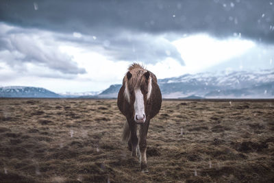 Horse standing on grass against sky