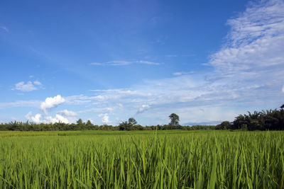 Scenic view of agricultural field against blue sky