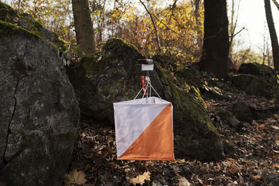 Chair on tree trunk in forest