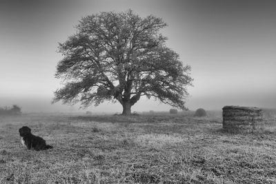 Tree on field against sky