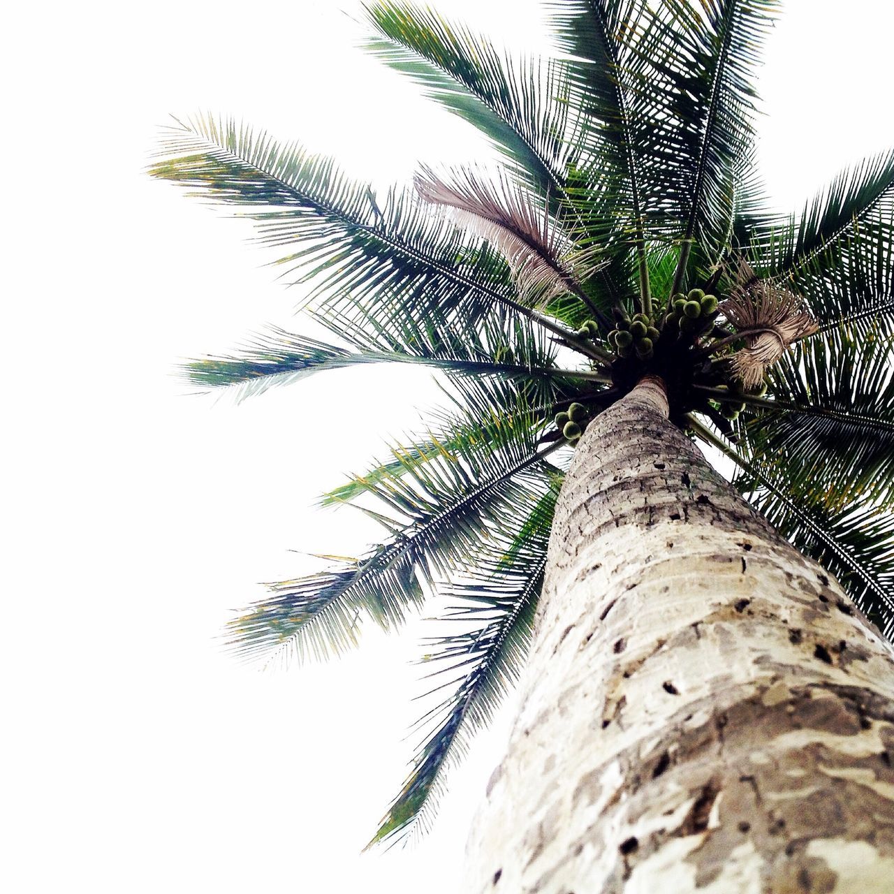 palm tree, tree, low angle view, growth, clear sky, branch, tree trunk, nature, tranquility, sky, leaf, beauty in nature, green color, day, outdoors, no people, tranquil scene, palm leaf, scenics, plant