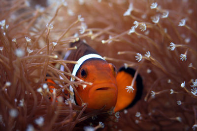 Fish swimming in sea