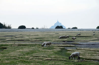 Sheep grazing on grassy field